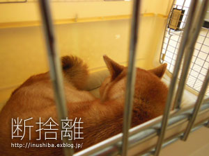 犬部屋の断捨離-前編-_a0286855_1961187.jpg