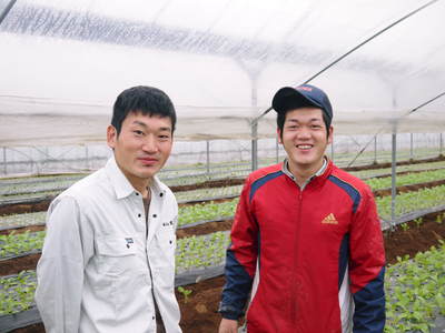 チンゲン菜 無農薬・無加温チンゲン菜 種蒔きと定植後の様子 その2_a0254656_16431291.jpg