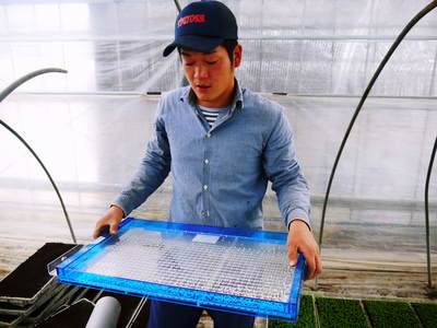 チンゲン菜 無農薬・無加温チンゲン菜 種蒔きと定植後の様子 その2_a0254656_17232895.jpg