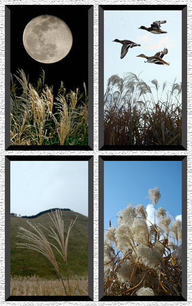 花札 ７月萩 ８月薄 ９月菊 自然の写真帖