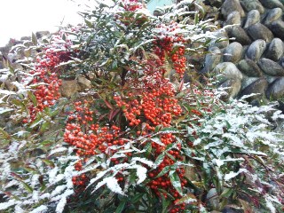 プチ便り(初雪)_a0206870_1562210.jpg