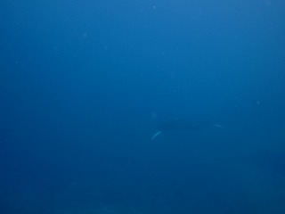今年最大についていました!!_f0144385_21302642.jpg