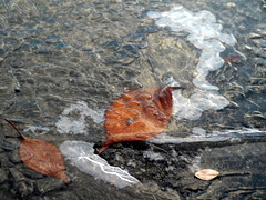 12月14日(土)､ﾒﾘｹﾝﾊﾟｰｸに氷が張っていました_b0192588_1134842.jpg