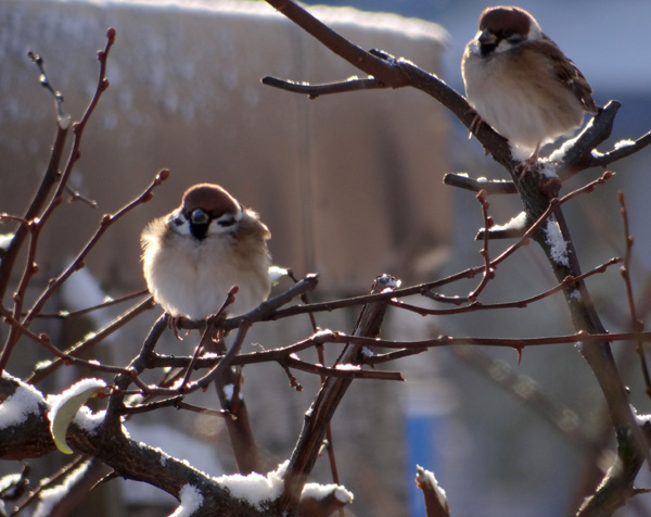 雪の餌台　雀ちゃんを見るＨｕｕなど♪ (動画を追加)_a0136293_19131599.jpg