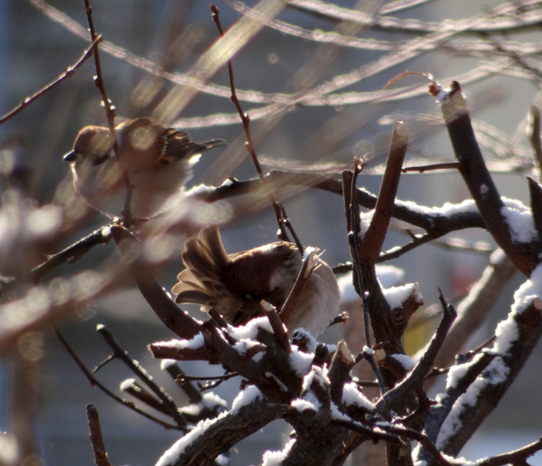 雪の餌台　雀ちゃんを見るＨｕｕなど♪ (動画を追加)_a0136293_19133223.jpg