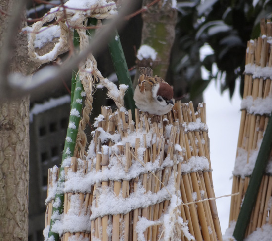 雪の餌台　雀ちゃんを見るＨｕｕなど♪ (動画を追加)_a0136293_19213697.jpg