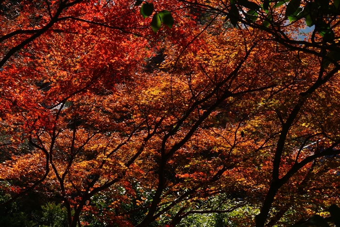 鎌倉に紅葉巡り 浄妙寺の紅葉_b0145398_23422067.jpg