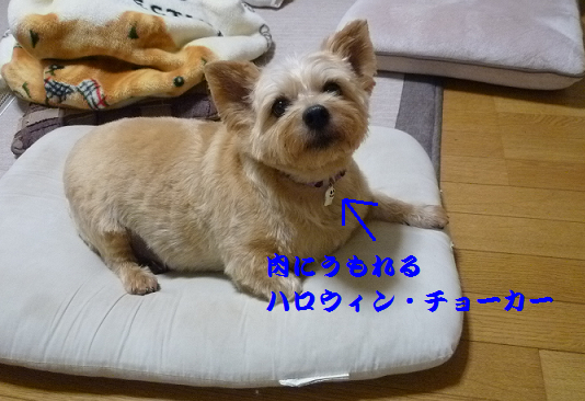 a0154801_9291619.png