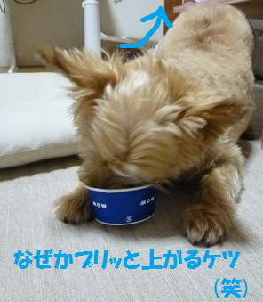 a0154801_9304599.png
