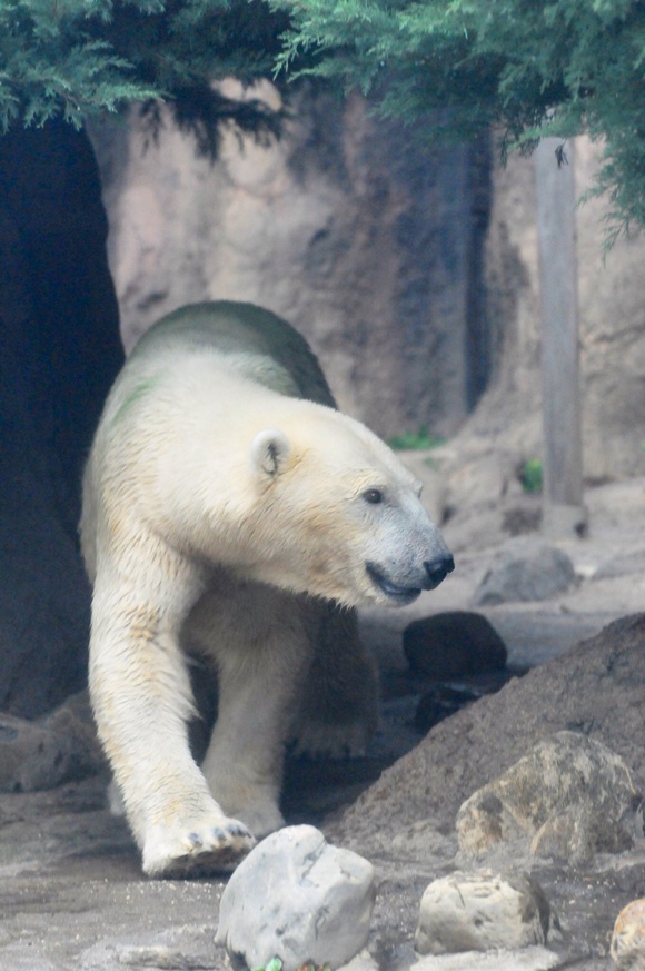 ハッピーバースデー バリーバさん！ ｜ ホッキョクグマ バリーバ よこはま動物園ズーラシア_e0319302_16263942.jpg