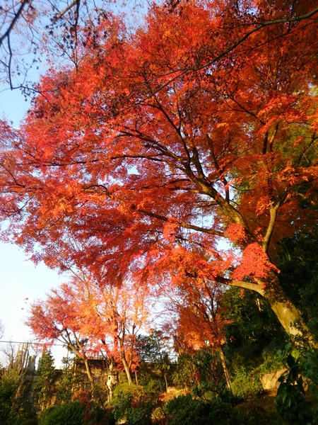 紅葉2013＠真如堂_c0228404_4204330.jpg