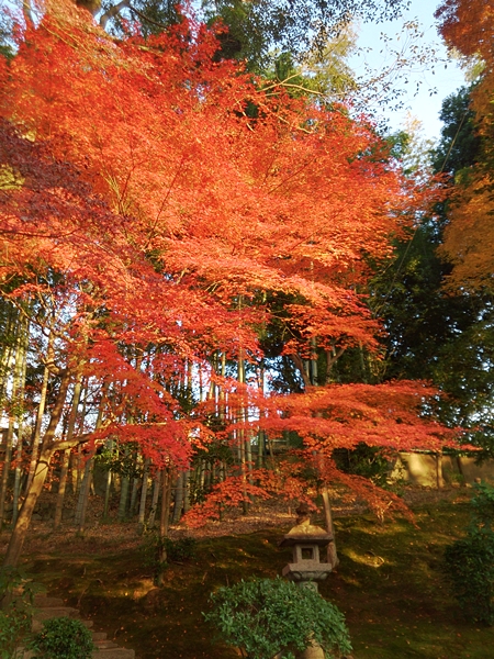 紅葉2013＠真如堂_c0228404_4205779.jpg