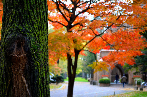 「蔵出し」北海道大学_c0317729_21350078.jpg