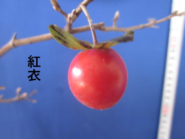 老爺柿 赤真丸ローヤ柿 老鴉柿 ロウヤガキ 楽天市場】《 実付き 》