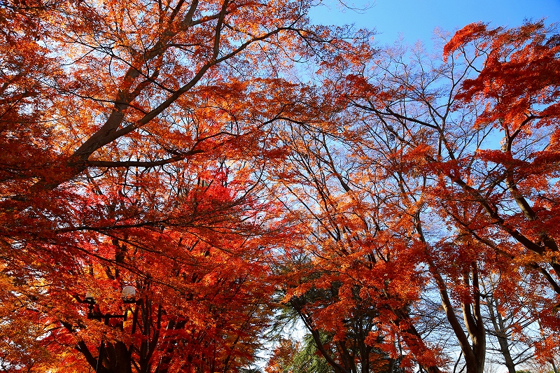 那須塩原市　大山参道（１）_f0229832_85549.jpg