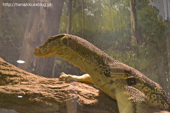 お茶目なミズオオトカゲ 今日ものんびり動物園 お茶目なミズオオトカゲ 今日ものんびり動物園
