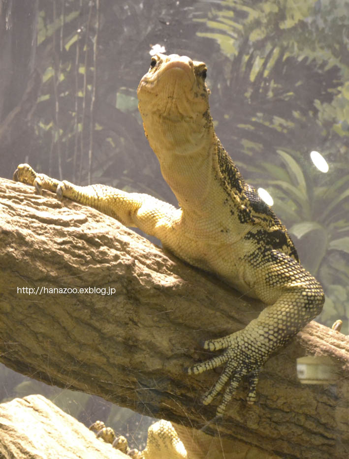 お茶目なミズオオトカゲ 今日ものんびり動物園 お茶目なミズオオトカゲ 今日ものんびり動物園