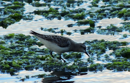 谷津干潟のトウネン Red-necked Stint_f0206939_9241161.jpg