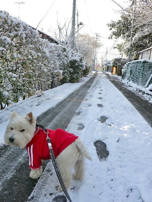 本気で、いきなり、真冬です!_c0260460_9133543.jpg