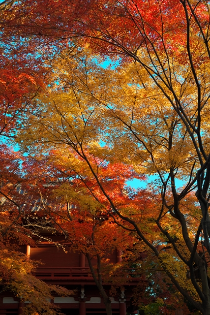 秋の本土寺　２０１３　２_f0018464_20181679.jpg