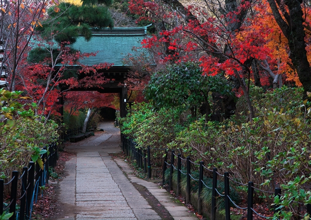 秋の本土寺　２０１３　２_f0018464_2022464.jpg