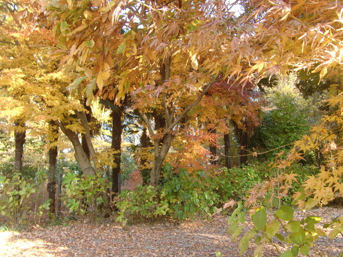 埼玉県川口市　興禅院の紅葉_d0157266_9581464.jpg