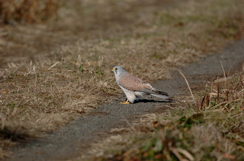 チョウセンチョウゲンボウ_d0193067_22524387.jpg