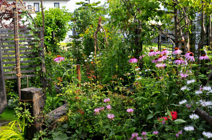 8月の庭の風景 judeの庭と薔薇のカヲリ 8月の庭の風景 judeの庭と薔薇のカヲリ