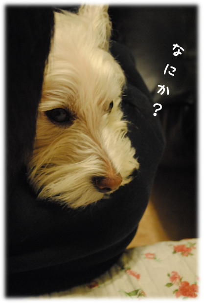 b0242873_1085327.png