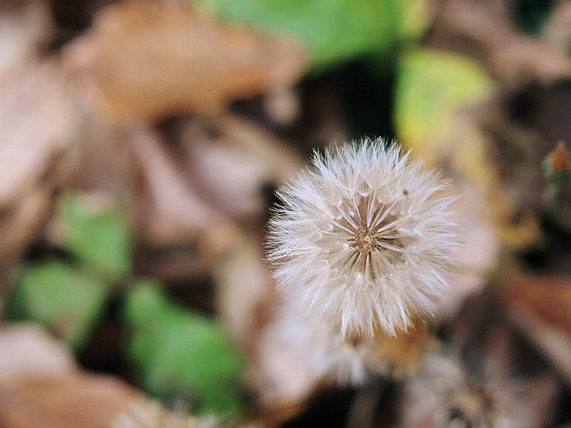 こもれびの丘　枯れものと紅葉と花_d0316677_19343864.jpg