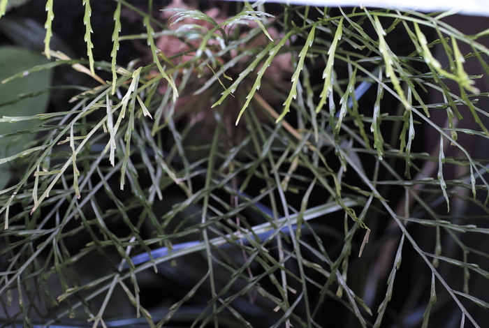 Bucephalandra sp. Varigata 小枝がたくさんある茂み Bucephalandra sp. Varigata 小枝がたくさんある茂み