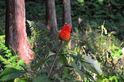 観心寺の紅葉　2013 ②_c0229483_11452171.jpg