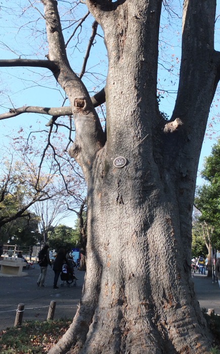 大きなケヤキの木の幹で Npo法人 日本チョウ類保全協会