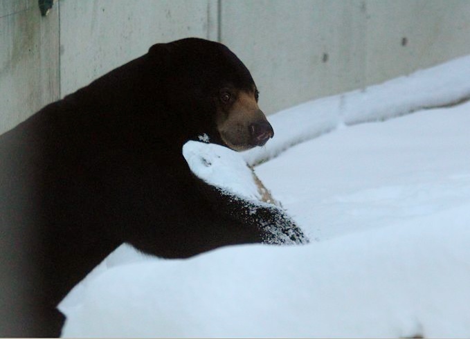 ウメキチ、雪で遊ぶ_c0155902_21424778.jpg