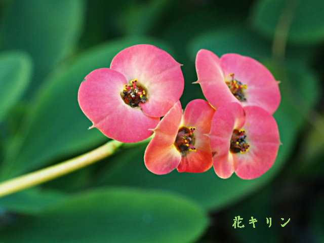 新宿御苑 温室の花 ８ 花麒麟 ハナキリン 野草デジカメ日記