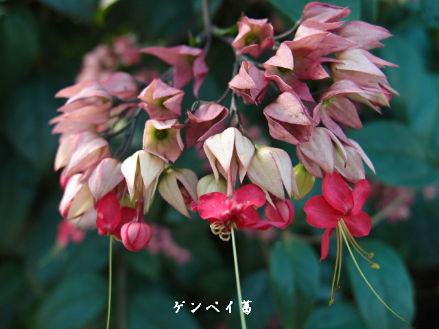 新宿御苑 温室の花 ５ 紅ゲンペイカズラ 野草デジカメ日記