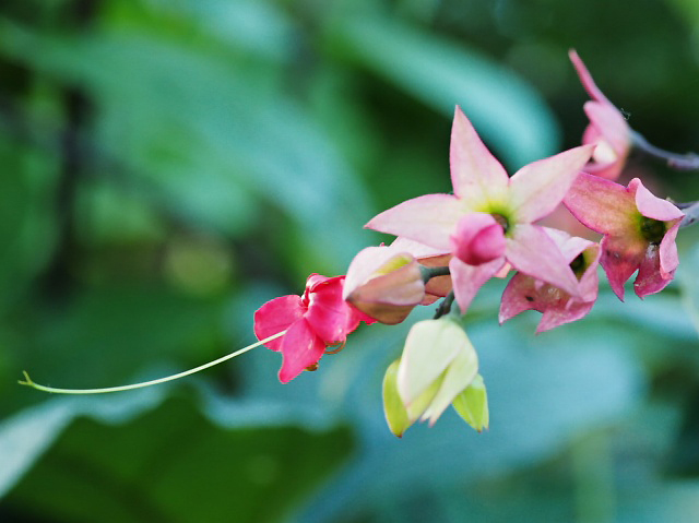 新宿御苑 温室の花 ５ 紅ゲンペイカズラ 野草デジカメ日記