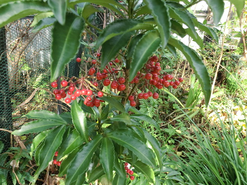 c0156104_16314323.jpg
