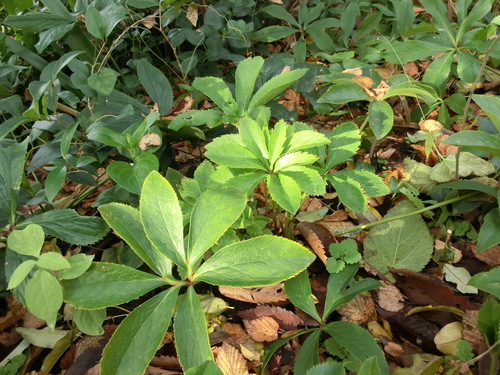 c0156104_16321133.jpg