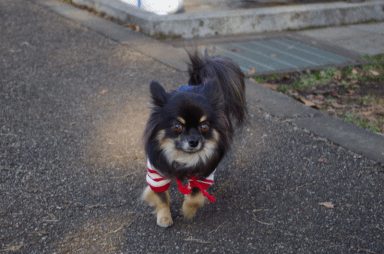 f0185804_17292521.gif