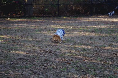 f0185804_17304584.gif