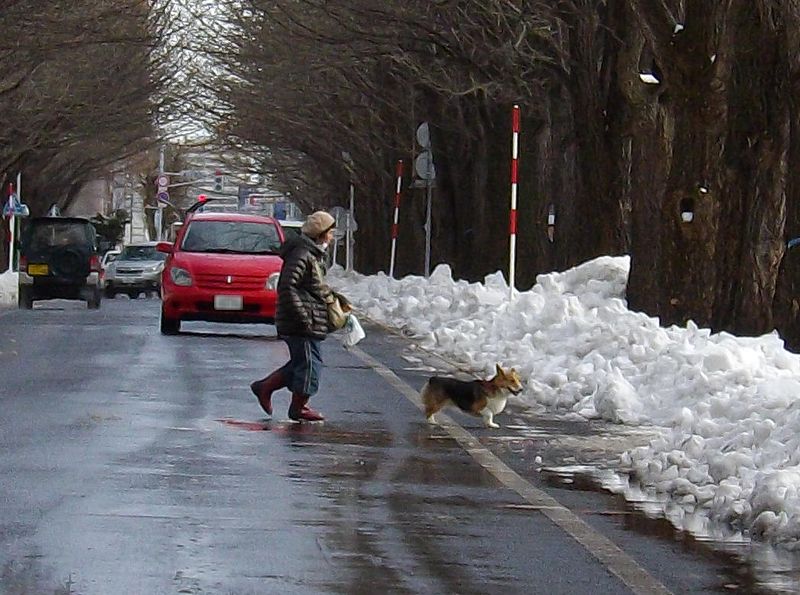 暴風雪から一転して雪解けの札幌_c0025115_16444948.jpg