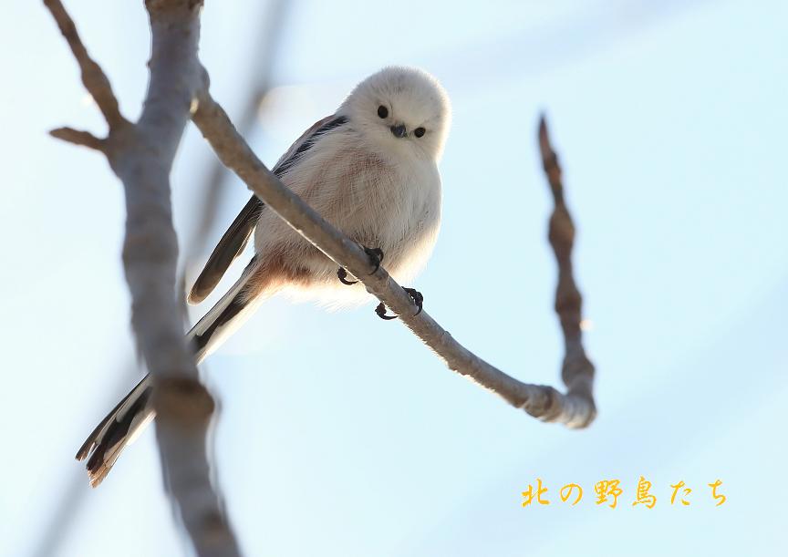 シマエナガ 北の野鳥たち