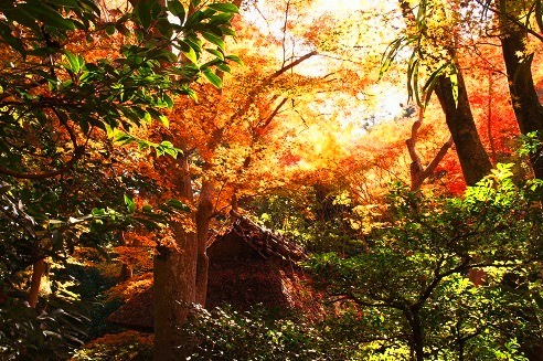 敷き紅葉　　～祇王寺（京都）～_c0235725_6433153.jpg