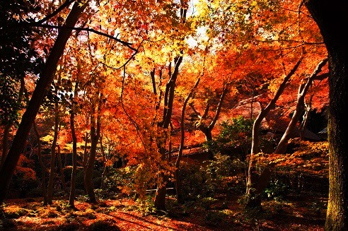敷き紅葉　　～祇王寺（京都）～_c0235725_6442534.jpg