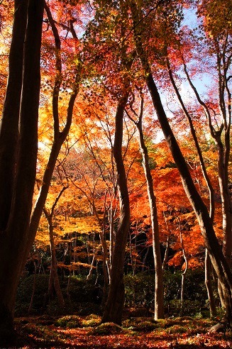 敷き紅葉　　～祇王寺（京都）～_c0235725_6451310.jpg