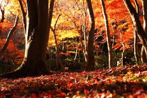 敷き紅葉　　～祇王寺（京都）～_c0235725_6453852.jpg