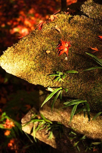 敷き紅葉　　～祇王寺（京都）～_c0235725_646320.jpg