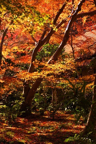 敷き紅葉　　～祇王寺（京都）～_c0235725_6474612.jpg