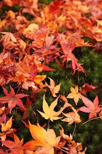 敷き紅葉　　～祇王寺（京都）～_c0235725_648268.jpg